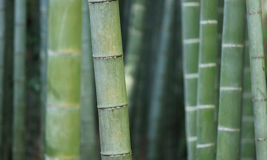 Products rooted in sustainable materials and manufacturing