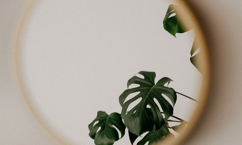 Monstera reflected in a round mirror. Concept life cycle analysis LCA