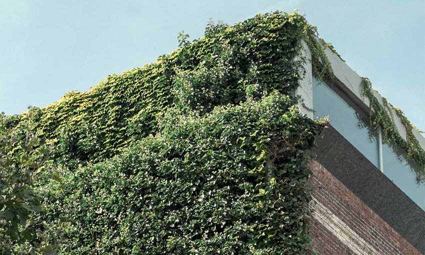 Older, renovated building with green ivy growing on the facade.