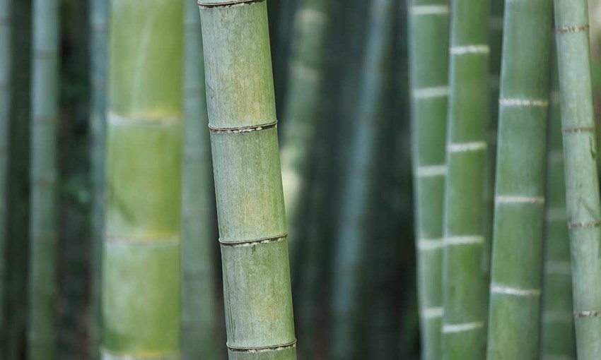 Tiges en bambou. Une alternative écologique au bois tropical