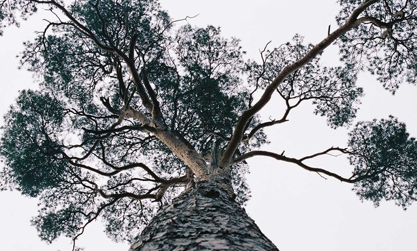 A network of tree branches