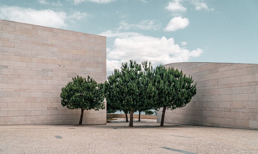 Drzewa stojące przy Fundacji Champalimaud, Lisboa, Portugalia
